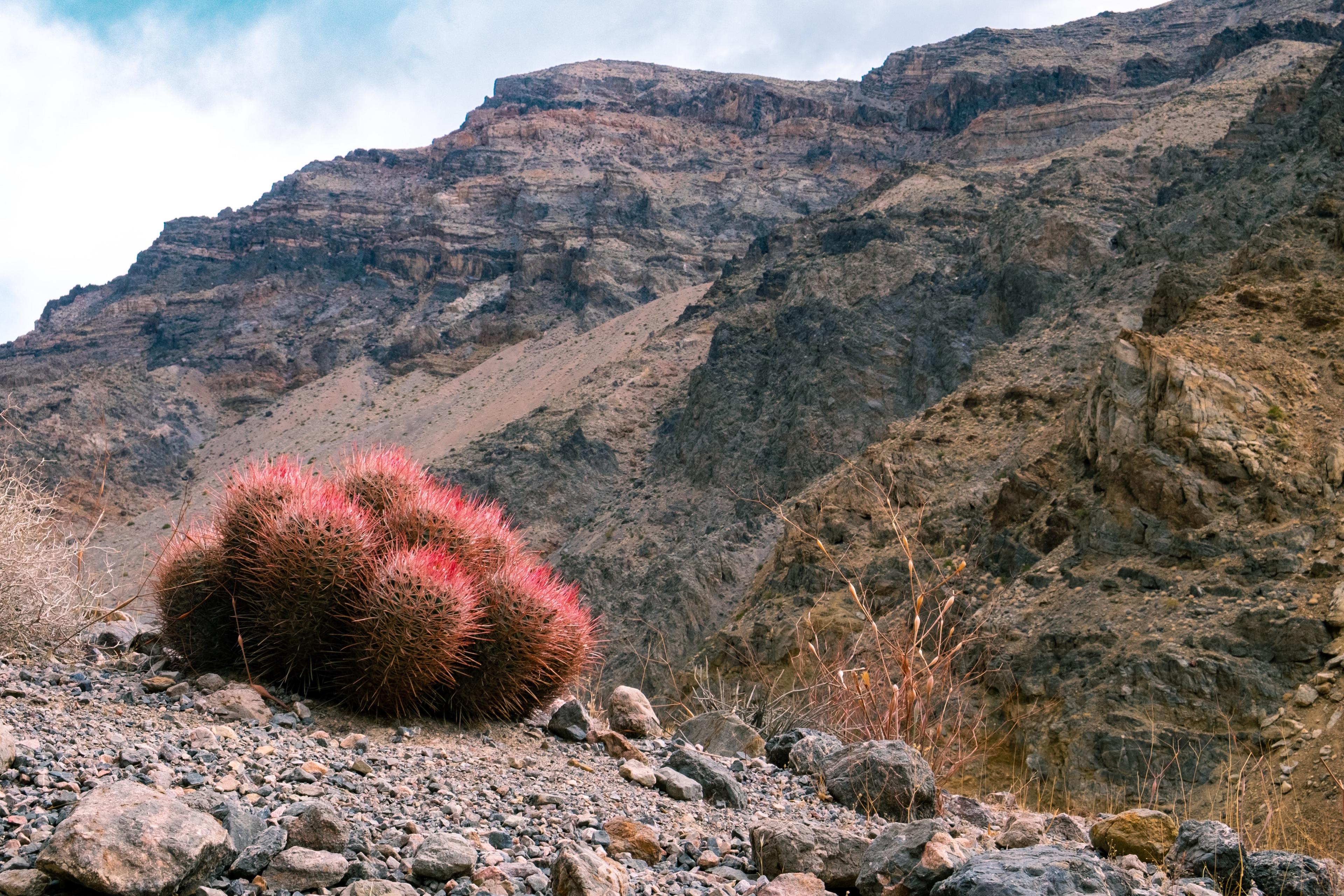 Cacti blooming in Death Valley.