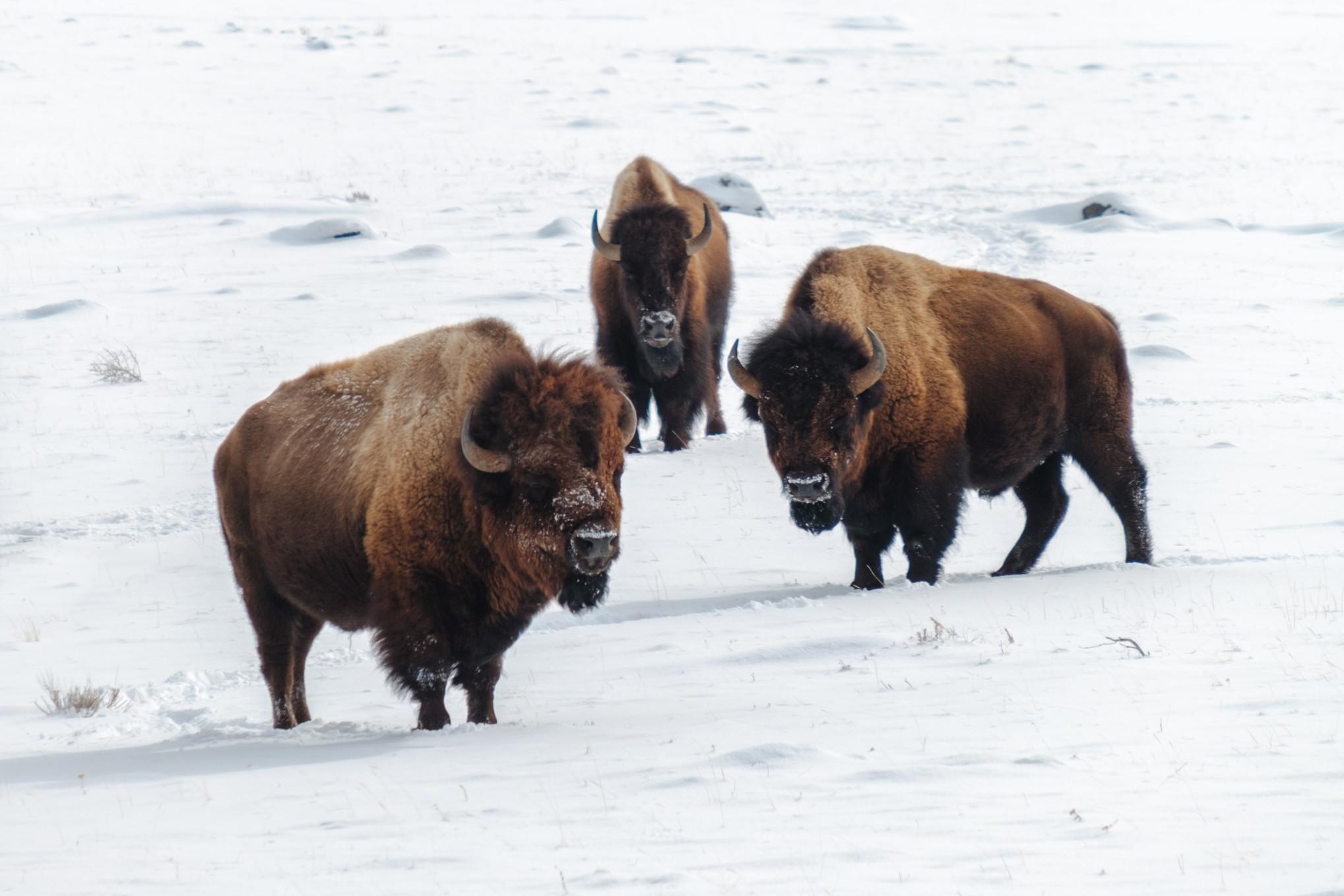 Three Bison in the winter snow at Yellowstone.