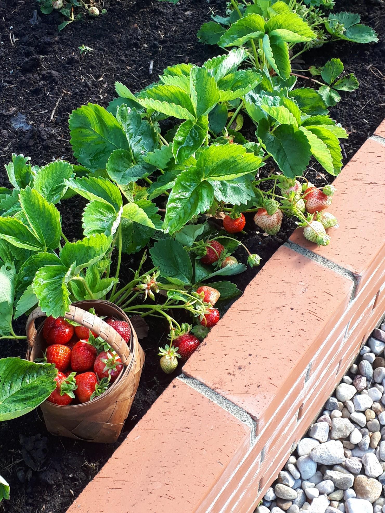 Raised brick vegetable garden with strawberries planted in dark mulch.