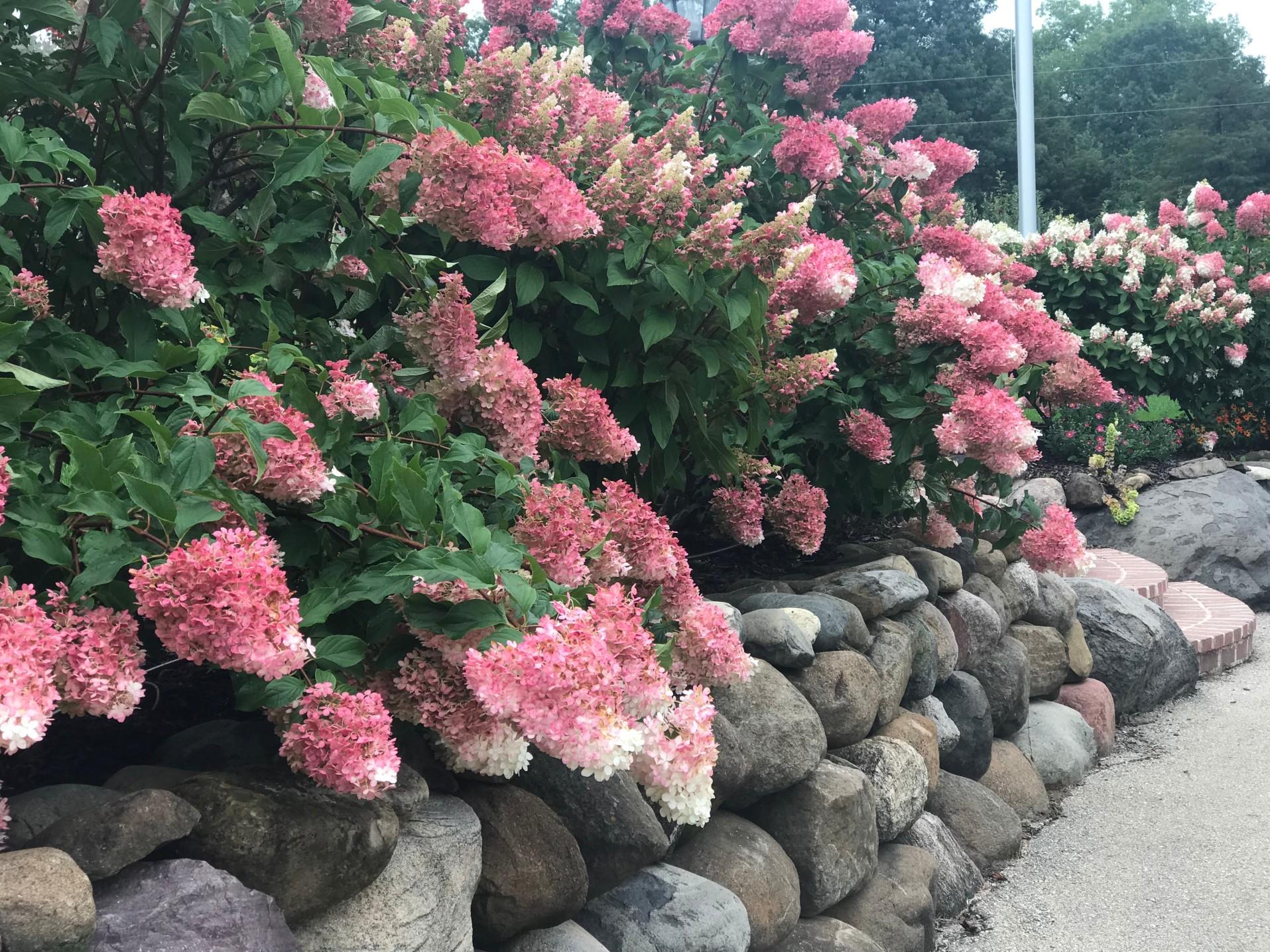 A low rock retaining wall beneath lush pink flower bushes.