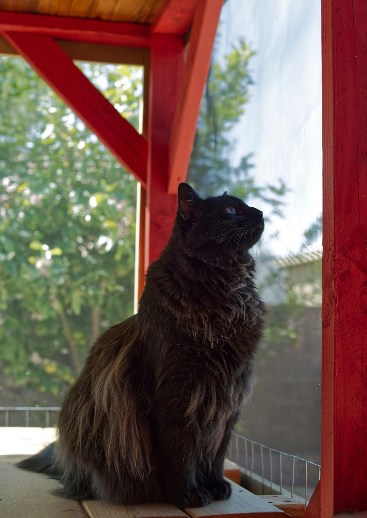 A black cat sitting in a screened-in "catio" space.
