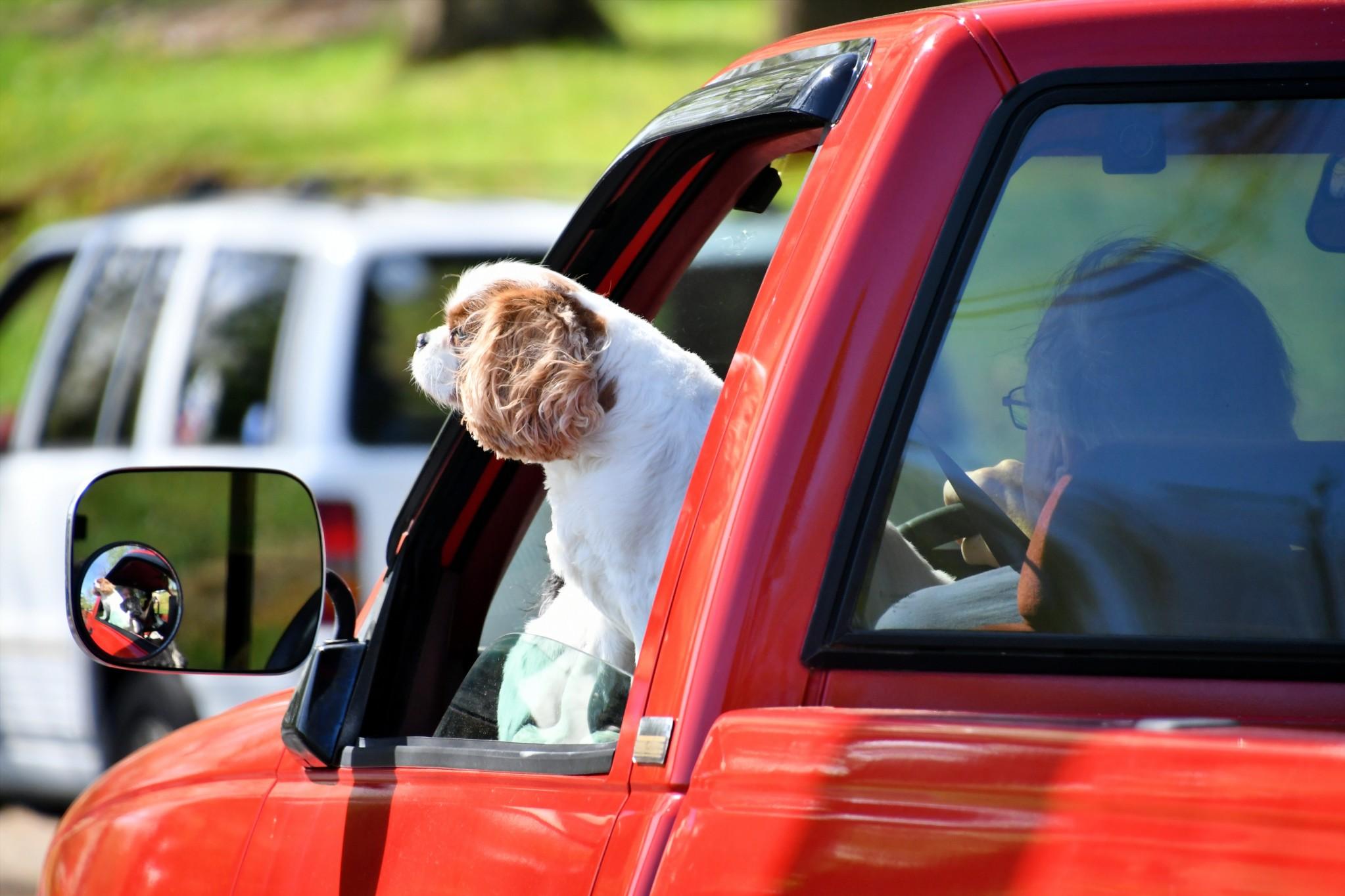 Car and truck accessories for dogs will make driving with your furry friend a breeze. 
