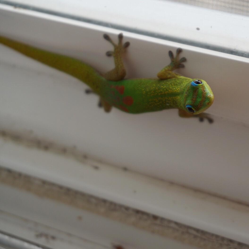 GEICO has made the gecko one of the most famous mascots in the car insurance industry | Twenty20