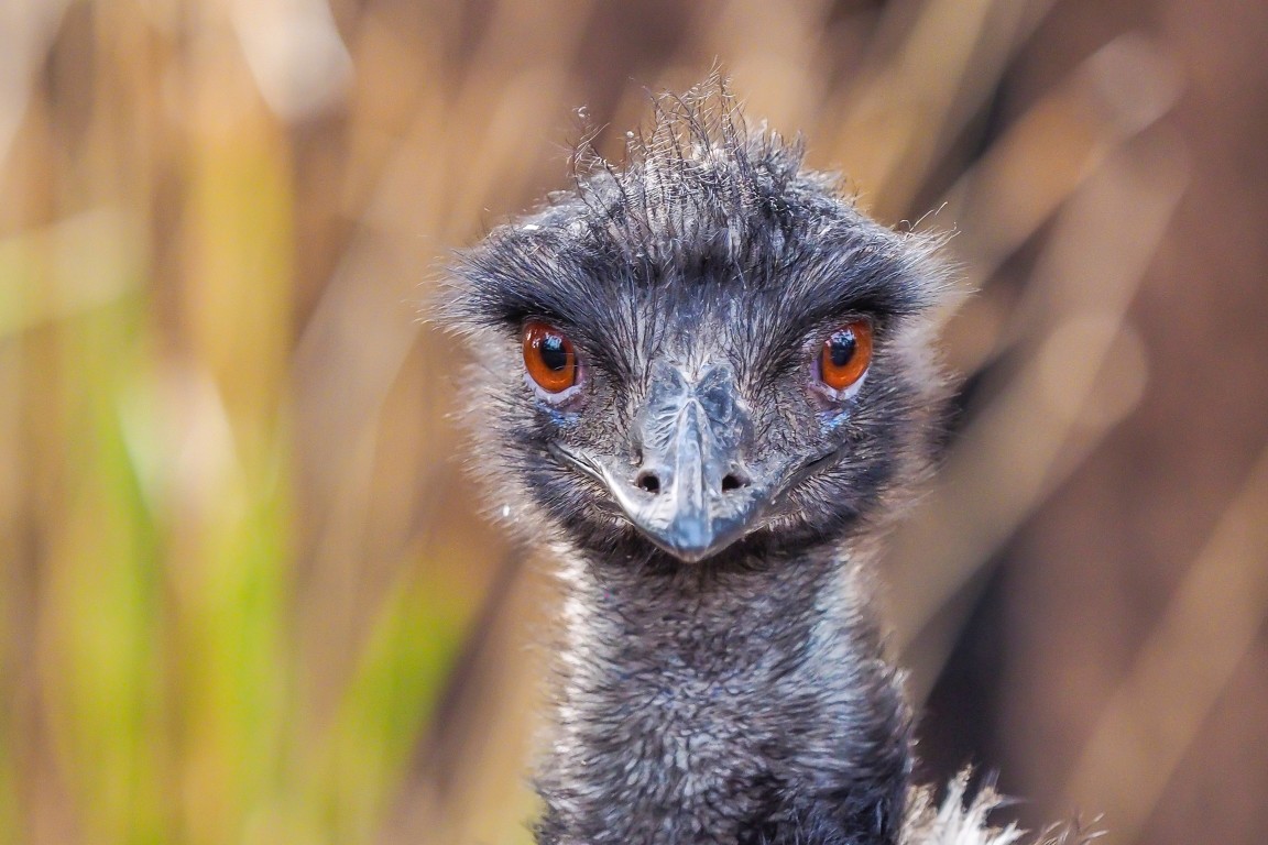Liberty Mutual Emu: The History Behind the Beloved Bird | GetJerry.com